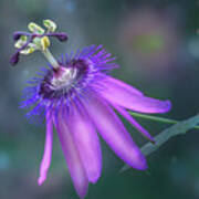Purple Passion Flower Art Print