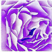 Purple Rose Art Print