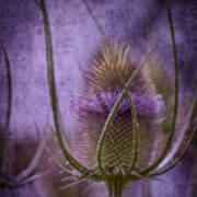 Purple Teasel Art Print