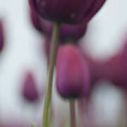 Purple Tulips Abstract Art Print
