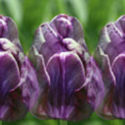 Purple Tulips Art Print