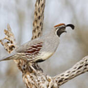 Quail On A Cholla Art Print