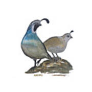 Quail Parents Wondering Art Print