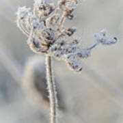 Queen Anne's Lace Covered In Frost Art Print