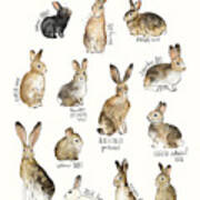 Rabbits And Hares Art Print