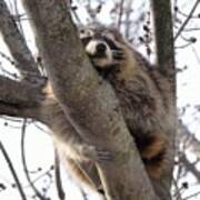 Afternoon Nap-raccoon Up A Tree Art Print