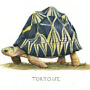 Radiated Tortoise Art Print