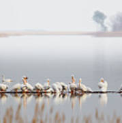 Raft Of Pelicans At Blackwater Nwr Art Print