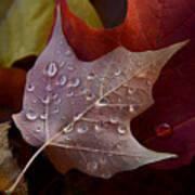 Rain Droplets On Leaf Art Print