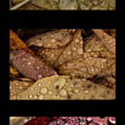 Raindrops On Leaves Triptych Art Print