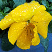 Raindrops On Yellow Pansy Art Print