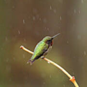 Rainy Day Hummingbird Art Print