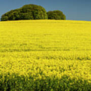 Rapeseed Field Art Print