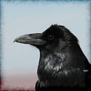 Raven Profile Art Print