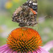 Red Admiral Butterfly On Coneflower Art Print