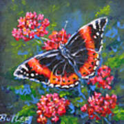 Red Admiral Art Print