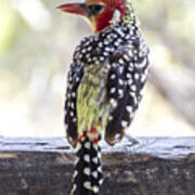 Red-and-yellow Barbet Art Print