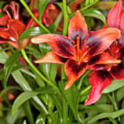 Red Asiatic Lilies Art Print
