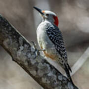 Red-bellied Woodpecker In Late Afternoon Art Print