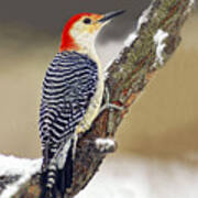 Red-bellied Woodpecker Profile Art Print