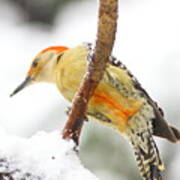 Red-bellied Woodpecker With Snow Art Print