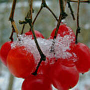 Red Berries In Winter Art Print