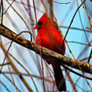 Red Bird Sitting Patiently Art Print