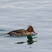 Red-breasted Merganser Female Art Print