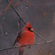 Red Cardinal Art Print