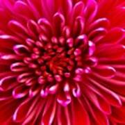 Red Chrysanthemum Art Print