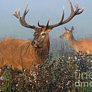 Red Deer Stag Art Print