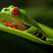 Red- Eyed Tree Frog Costa Rica 7 Art Print
