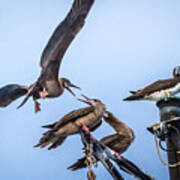 Red Footed Booby Argument 4 Art Print