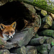 Red Fox In Woodpile Art Print