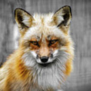 Red Fox Portrait Art Print