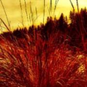 Red Grass Art Print