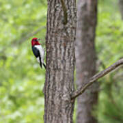 Red-headed Woodpecker 2017-1 Art Print