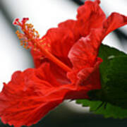 Red Hot Hibiscus. Art Print