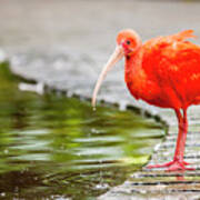 Red Ibis Art Print