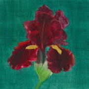 Red Iris Art Print