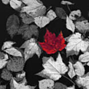 Red Maple Leaf Art Print