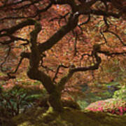 Red Maple Tree Art Print