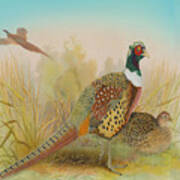 Red Necked Pheasant-jp2798 Art Print