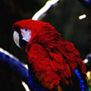 Red Parrot Art Print