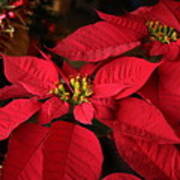 Red Poinsettia And Tinsel Art Print