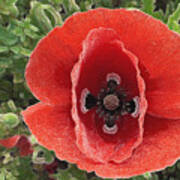 Red Poppy Flower 2 Art Print