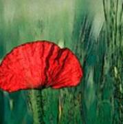 Red Poppy Flower Art Print