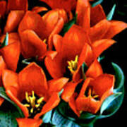 Red Ridinghood Tulips Art Print