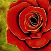 Red Rose Blooms Art Print