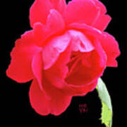 Red Rose Cutout Art Print